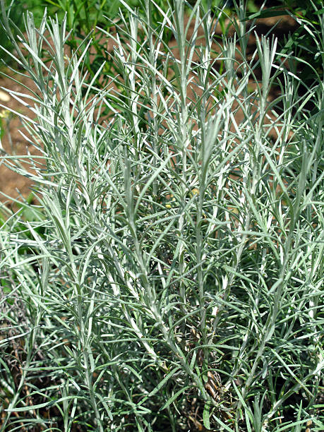 Currykraut Pflanze Helichrysum Angustifolia | Mehrjähriges Küchenkraut, 12 Cm Topf