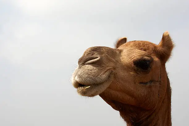 Photo of Camel head closeup