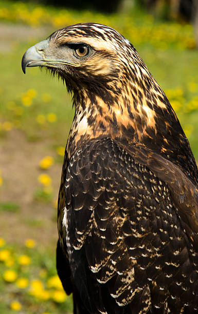 Eagle Mora Águila Mora, typical of Patagonia, South America. young black chested buzzard eagle geranoaetus melanoleucus stock pictures, royalty-free photos & images