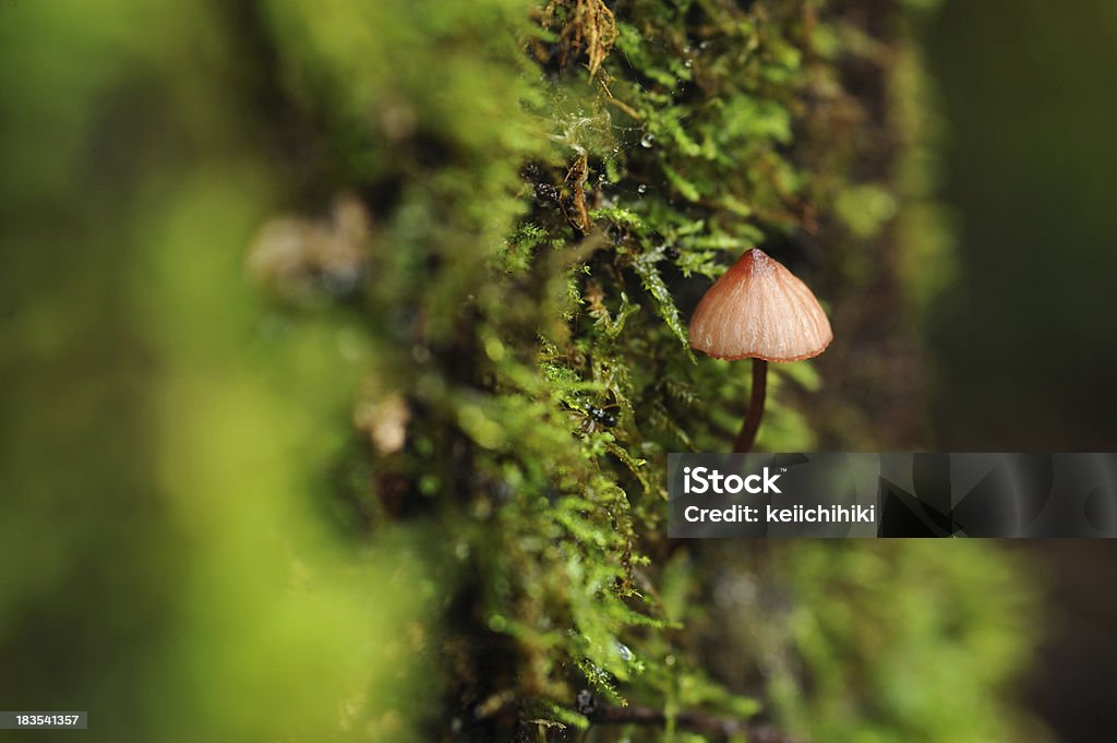 Champignon sur moss - Photo de Amanite tue-mouche libre de droits