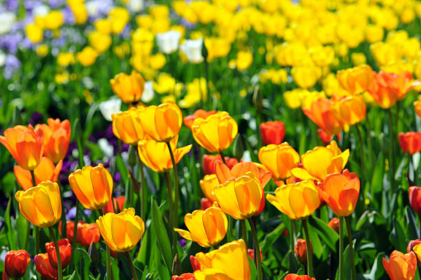 letto di fiori d'arancio giallo tulipani in controluce - star tulip foto e immagini stock