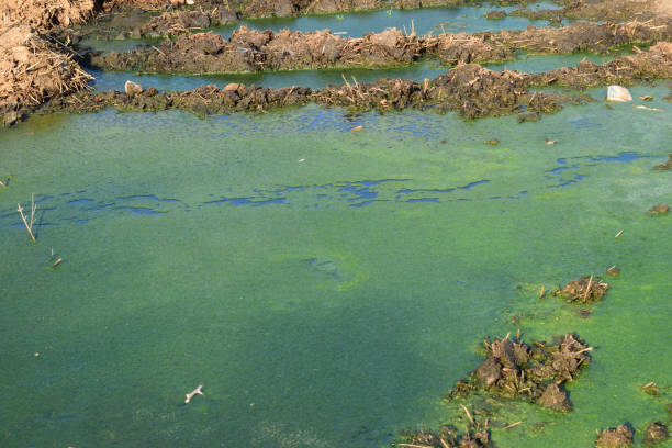 istock green algae on surface of the water 1835416045