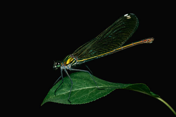 istock Banded demoiselle (Calopteryx splendens) sitting on a green leaf 1835417086