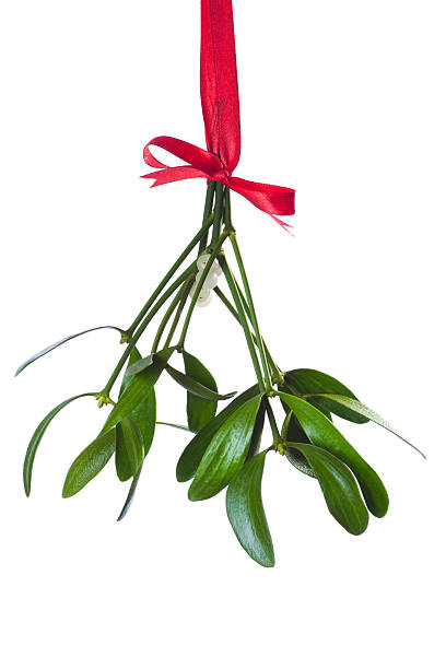 mistletoe bunch mistletoe bunch hanging on the red ribbon against white backgroundSome similar pictures from my portfolio: mistletoe stock pictures, royalty-free photos & images
