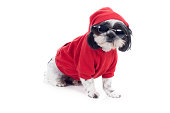 Cute Pet Shitzu Dog Wearing Red Hooded Sweatshirt and Sunglasses