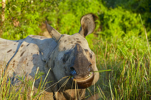 istock Rhino. Chitwan. Nepal. 183541957