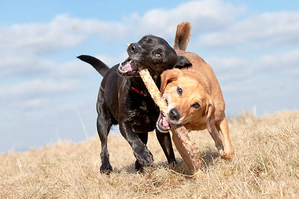 istock Two dogs fighting over a stick outdoors 183541973