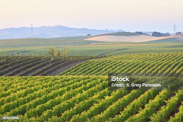 Winnica Krajobraz - zdjęcia stockowe i więcej obrazów Napa Valley - Napa Valley, Stan Kalifornia, Bez ludzi