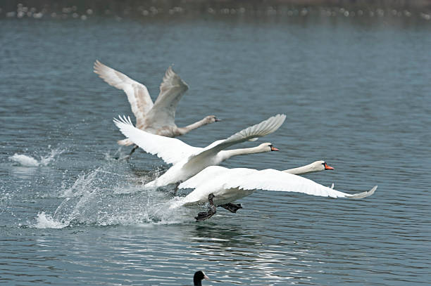 istock White swans [ Cygnus olor ] starting 183542072