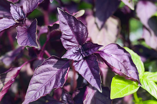 Purple basil stock photo