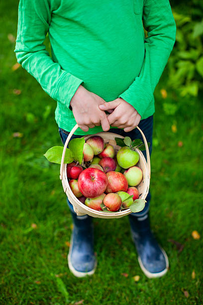 istock Organic apples in a basket 183542545