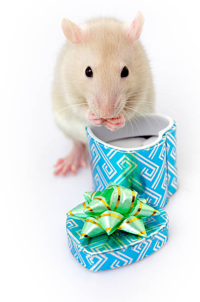 istock Rat Enjoying a Gift Box Treat 183542982