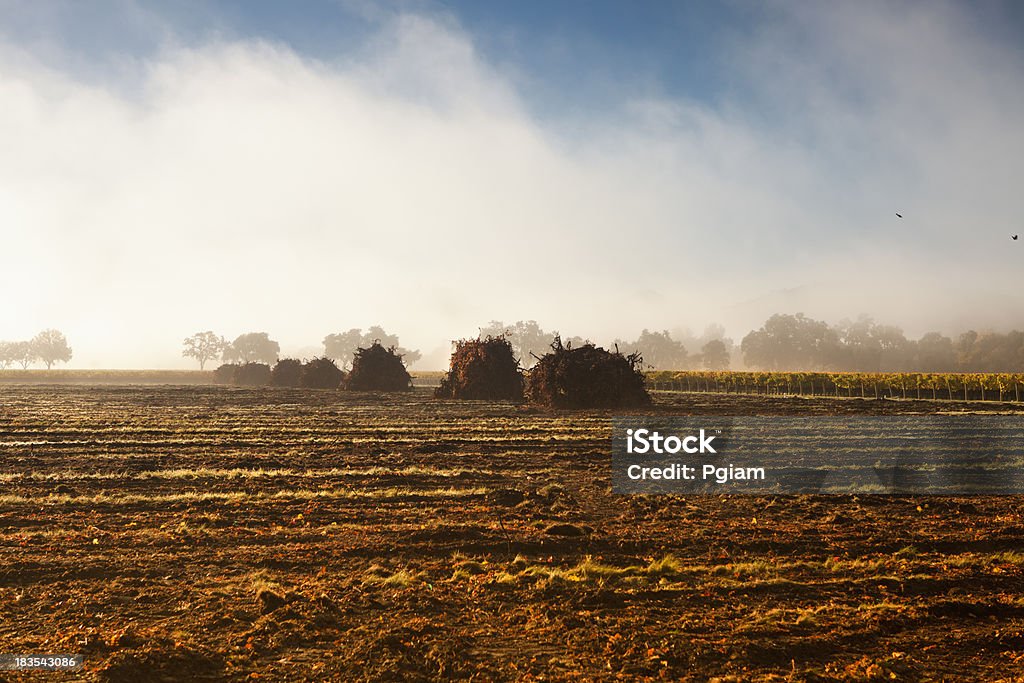 Autunno nebbioso farm a Napa Valley, California - Foto stock royalty-free di Agricoltura