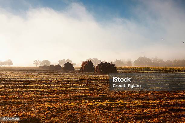 Mglisty Jesień Farm W Napa Valley Kalifornia - zdjęcia stockowe i więcej obrazów Bez ludzi - Bez ludzi, Cisza, Dzień