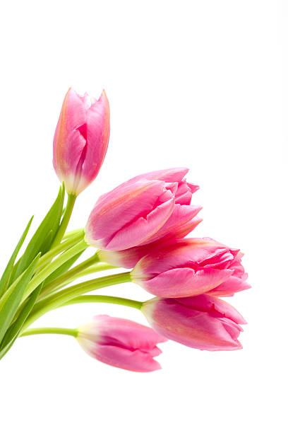 istock pink and orange tulips 183543377
