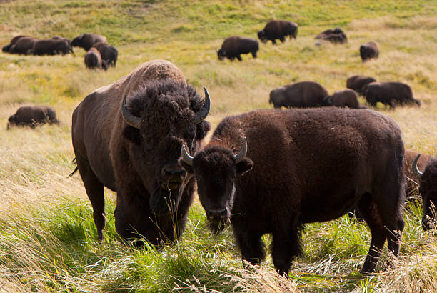 istock Wild Buffalo in Yellowstone National Park 183543444
