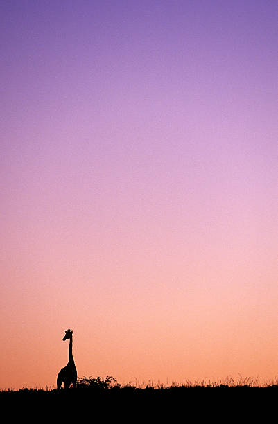 istock South Africa, Eastern Cape Province, Giraffe at sunset. 183544117
