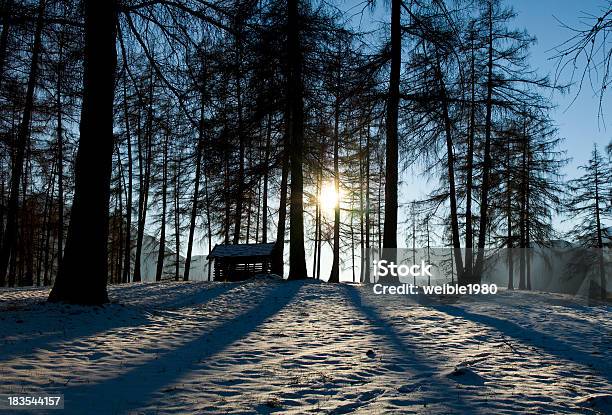 Schatten Der Bäume Im Warmen Winter Sun Stockfoto und mehr Bilder von Abgeschiedenheit - Abgeschiedenheit, Abgestorbene Pflanze, Abschied