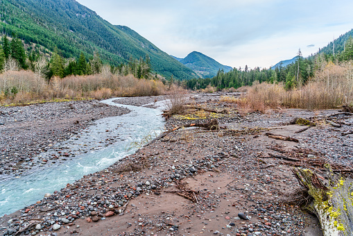 A view of the Carbon River and trees in Washington State.