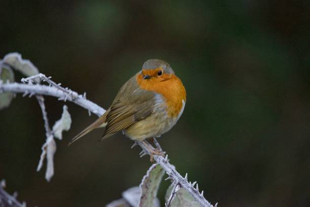 istock Robin red breast bird perched on a frozen branch 1835442668