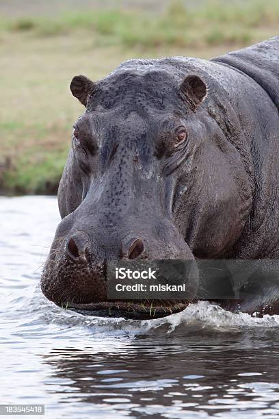 Hippo Geht Schwimmen Stockfoto und mehr Bilder von Afrika - Afrika, Aggression, Angreifen