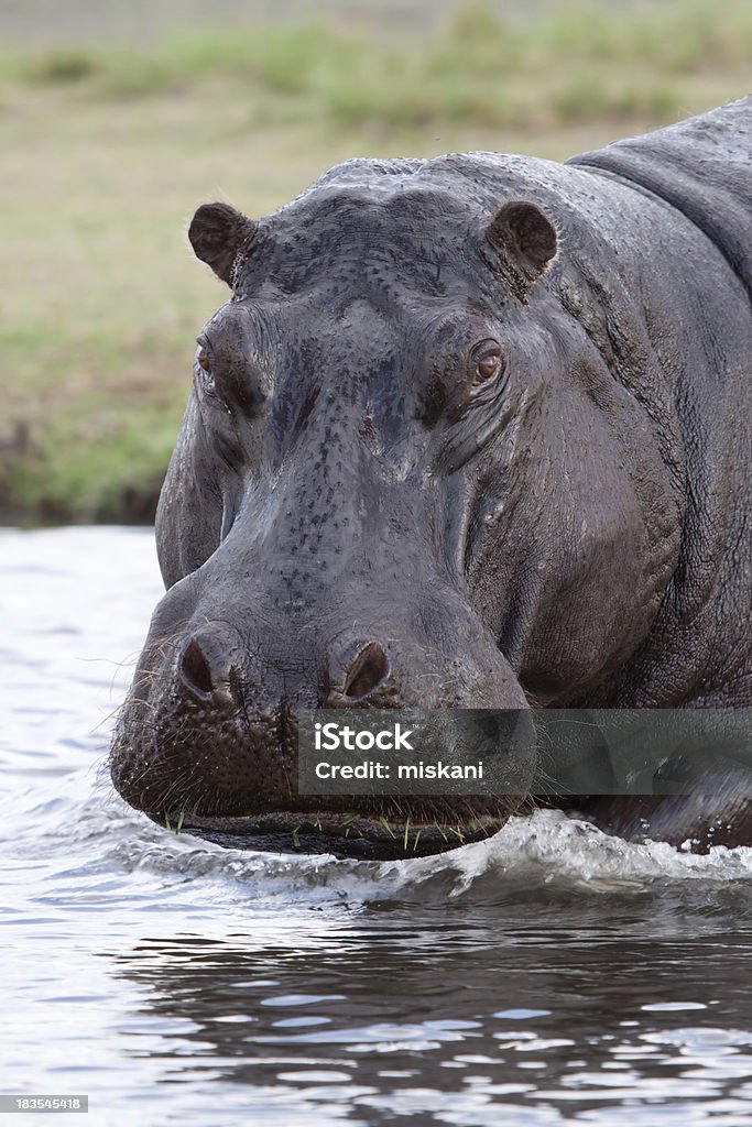 Natación hipona VA - Foto de stock de Agresión libre de derechos