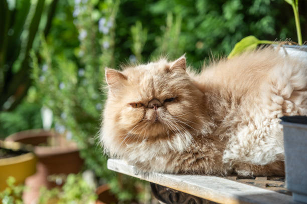 istock Persian cat in the garden. 1835459997