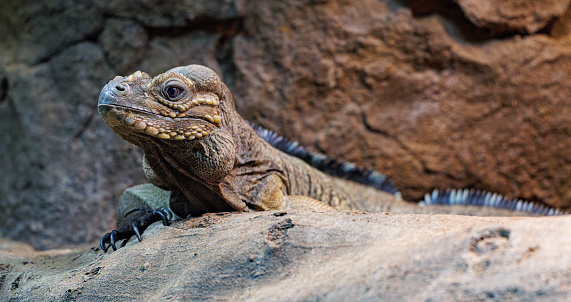 One young bearded dragon in a terrarium, leaning against a log and looking in the camera with disdain