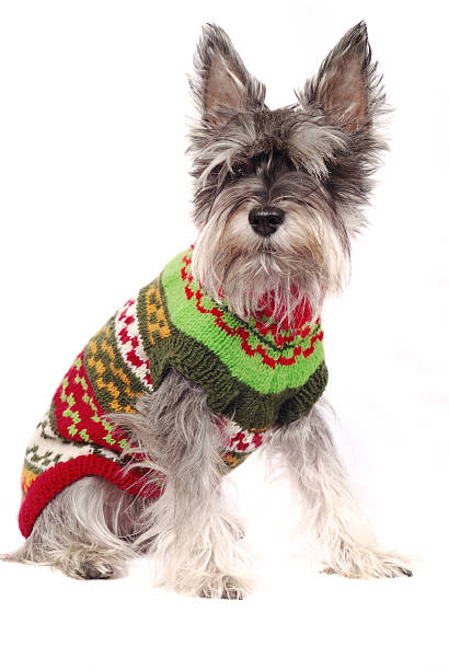 istock miniature schnauzer wearing woolen coat 183546125