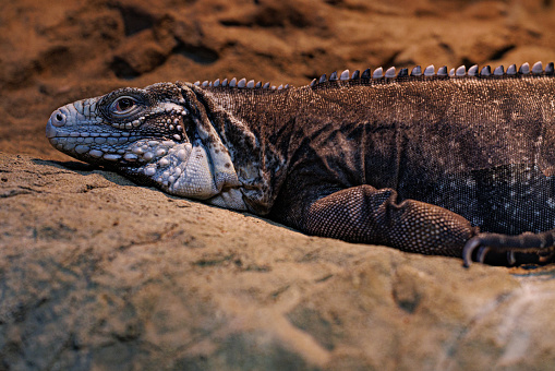 The Cuban ground iguana (Cyclura nubila), also known as the Cuban rock iguana, is a magnificent lizard native to the island of Cuba. It is the largest lizard species in the Caribbean and plays a vital role in the island's ecosystem.