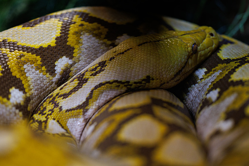 The Mochino Reticulated Python is a stunning snake with a unique genetic mutation that results in its distinctive coloration.