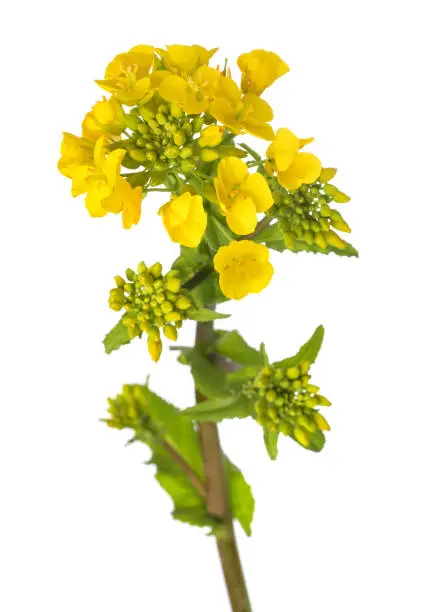 Field mustard flowers isolated  on white background