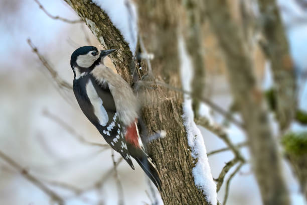 Great spotted woodpecker looking for food in winter Great spotted woodpecker, dendrocopos, looking for food in winter dendrocopos major great spotted woodpecker in the snow stock pictures, royalty-free photos & images