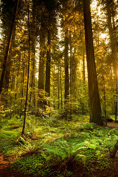 istock Redwood trail through trees in the forest 183546849