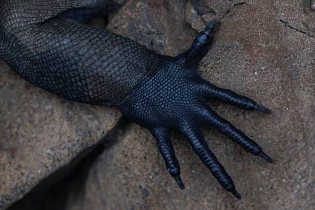 Black Spiny-tailed Iguanas, also known as Black Iguanas, Gray's Spiny-tailed Iguanas, Scaly-tailed Iguanas or Wishwillies, are large lizards native to Mexico and Central America. They have been introduced to the state of Florida in the United States.
