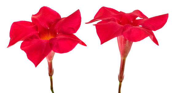 Red mandevilla flowers isolated on white background
