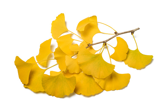 Ginkgo biloba branch with yellowed leaves isolated on white