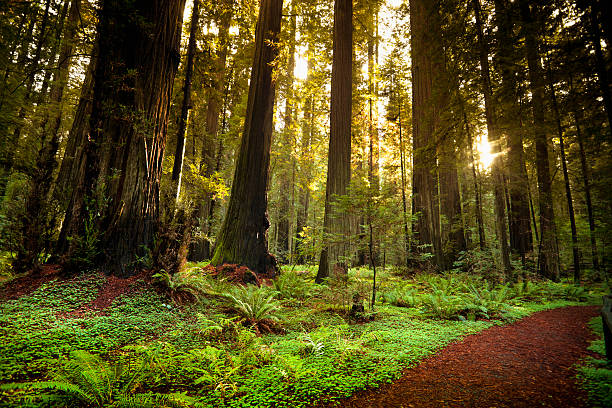 redwood sentiero attraverso alberi della foresta - redwood sequoia california redwood national park foto e immagini stock