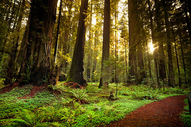Redwood trail through trees in the forest Giant trees and lush forest in the Humboldt Redwoods State Park California, USA state park stock pictures, royalty-free photos & images