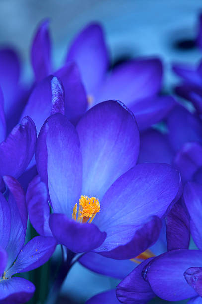 abstrato azul crocuses - single flower flower crocus spring - fotografias e filmes do acervo