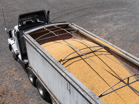 Grain truck filled with corn