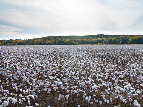 Cotton field in the afternoon