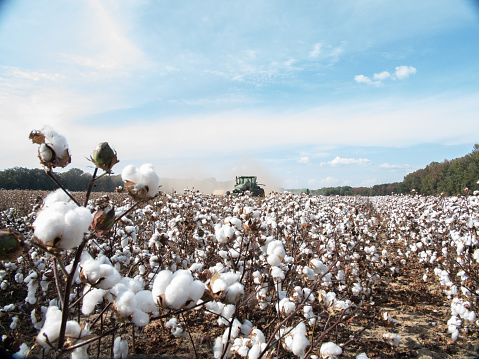 Cotton field harvest