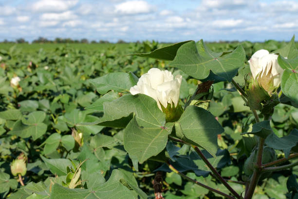 Cotton blossom flower in field