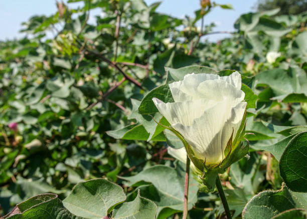 istock Cotton blossom flower in field 1835475677