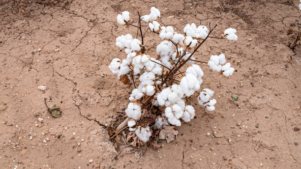 Cotton plant in arid climate