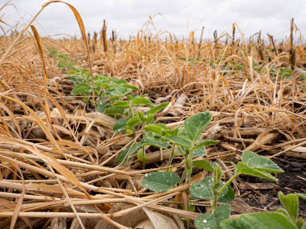 istock Soybeans growing in cereal rye and corn residue, regenerative agriculture 1835476798