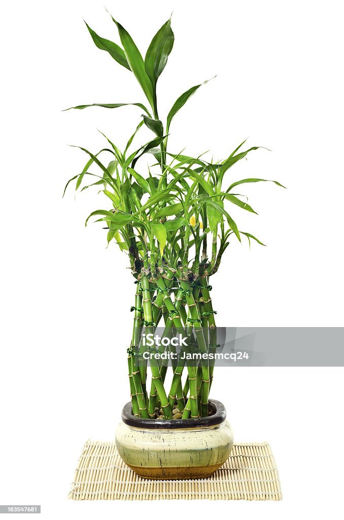 Bamboo A potted weaved bamboo plant isolated on white. Bamboo - Material Stock Photo