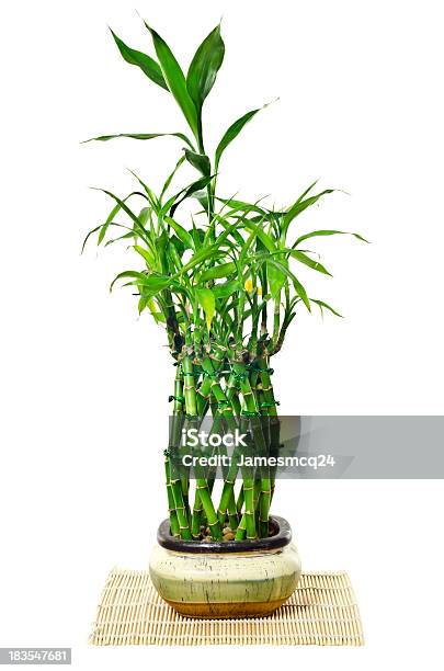 Bamboo Stock Photo - Download Image Now - Bamboo - Material, Bamboo - Plant, Potted Plant