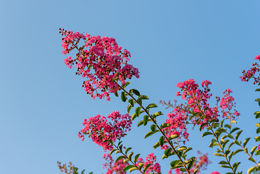 Pink Crepe Myrtle Flowers Against Clear Sky on a Summer Day on Mediterranean Coast